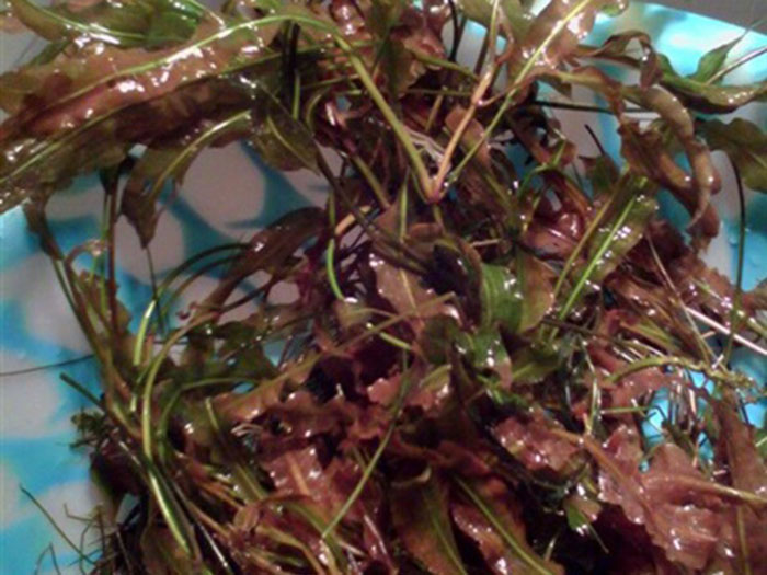 沉水植物马来眼子菜